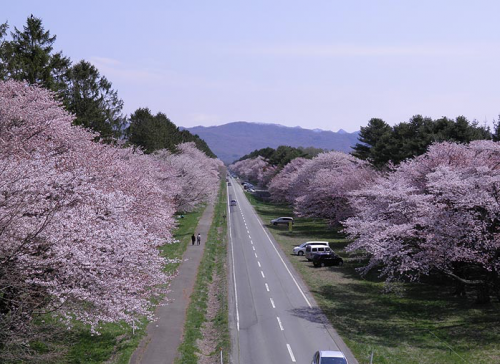 二十間道路桜並木 